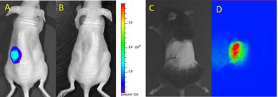 In Vivo Imaging of Pancreatic Islet Grafts in Diabetes Treatment 